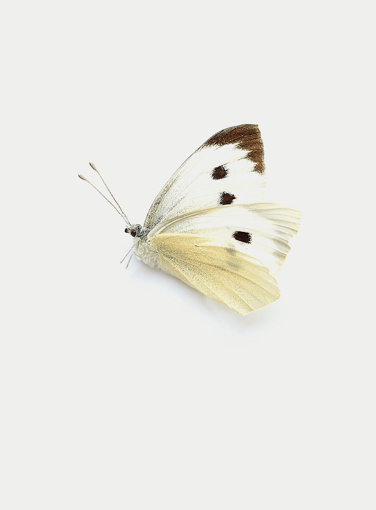 DecButterfly2