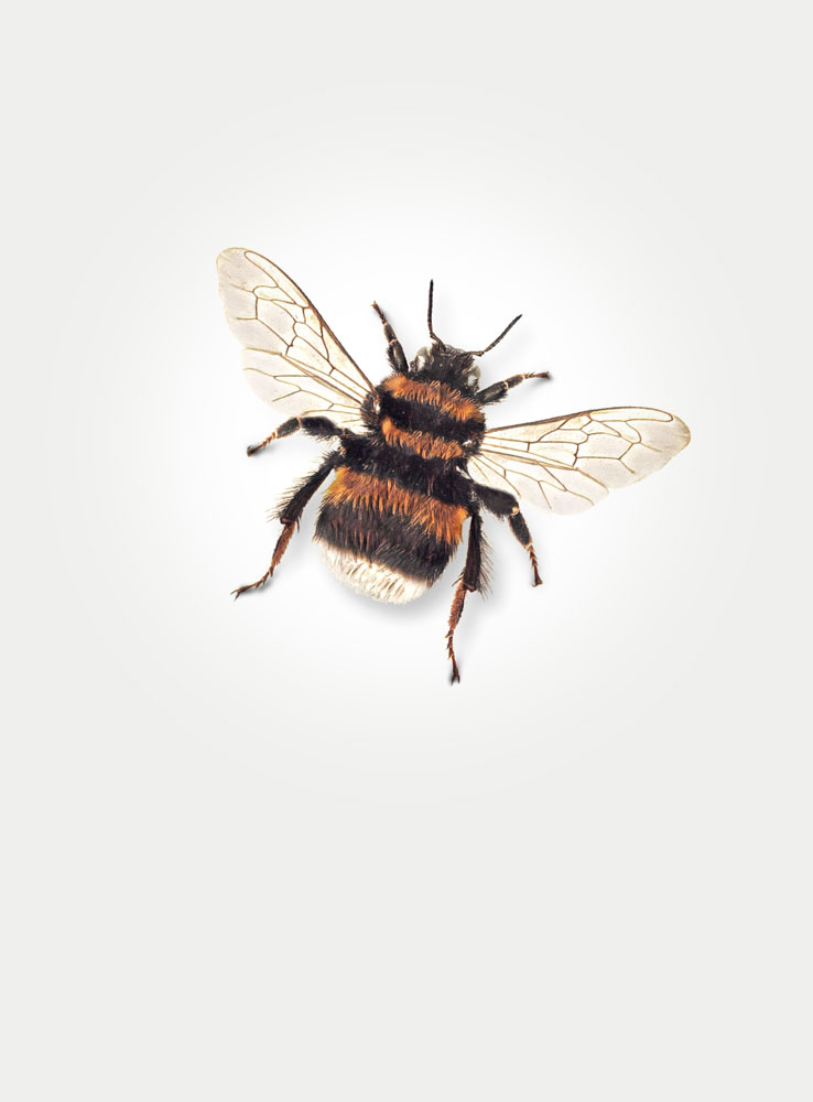 DecBee