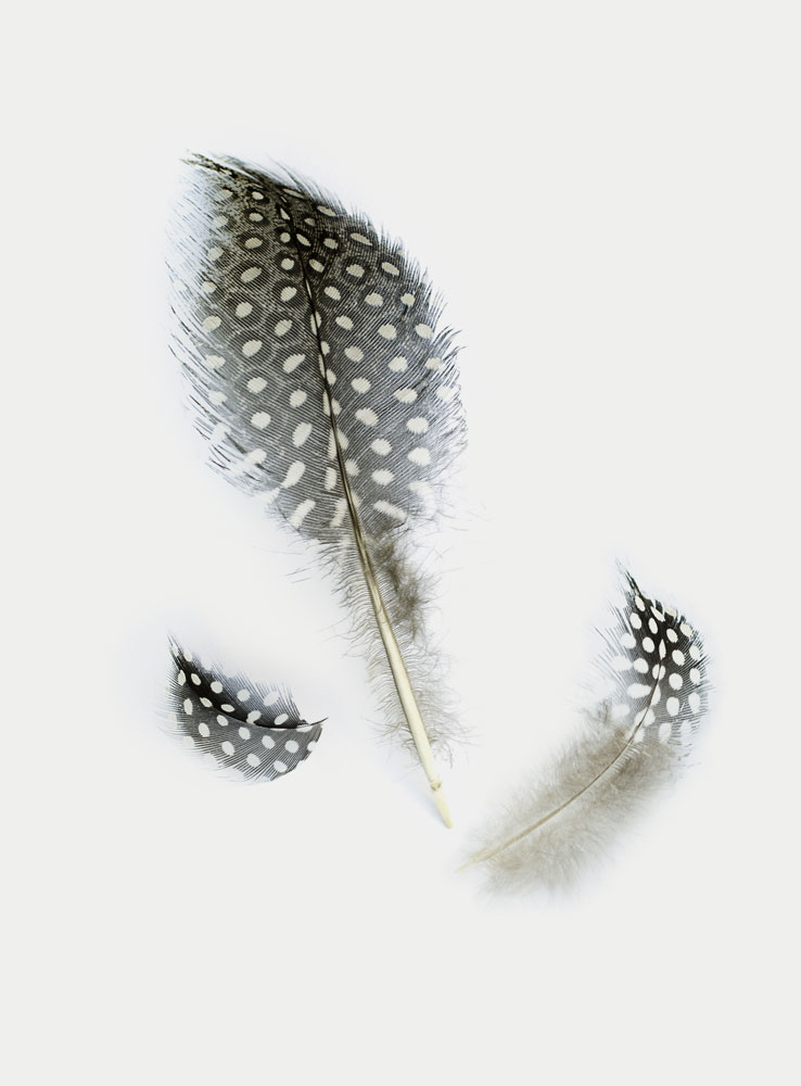 DecFeathersr