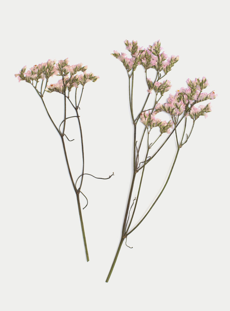 Pressed-Flower-2