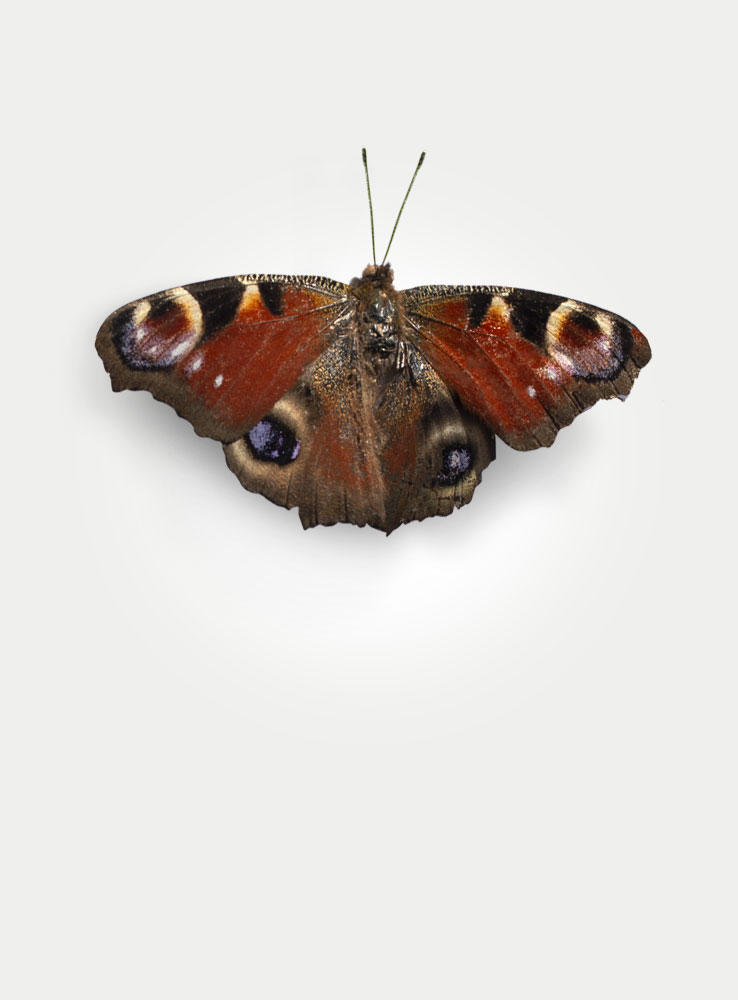 Butterfly2