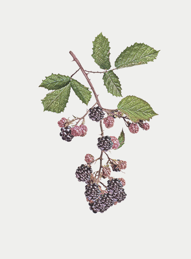 Lam-Lighting-Blackberry