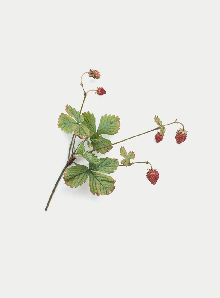 Lam-Lighting-Wild-Strawberry