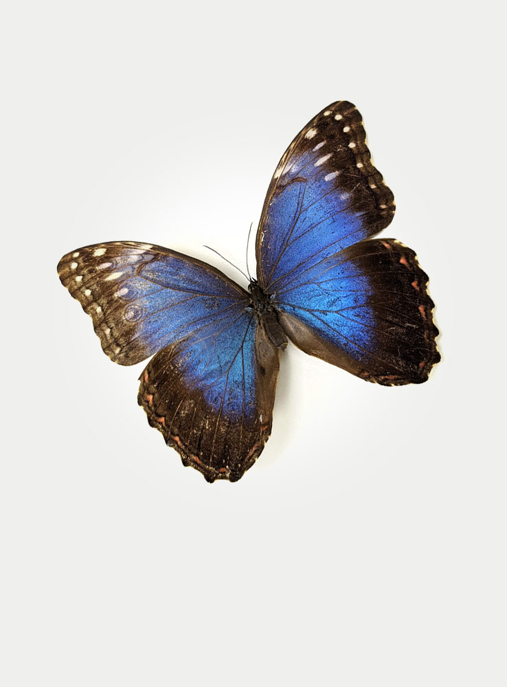 Butterfly-Blue