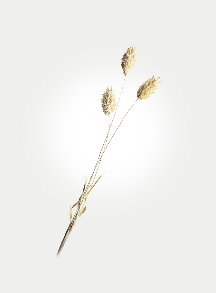 Grass