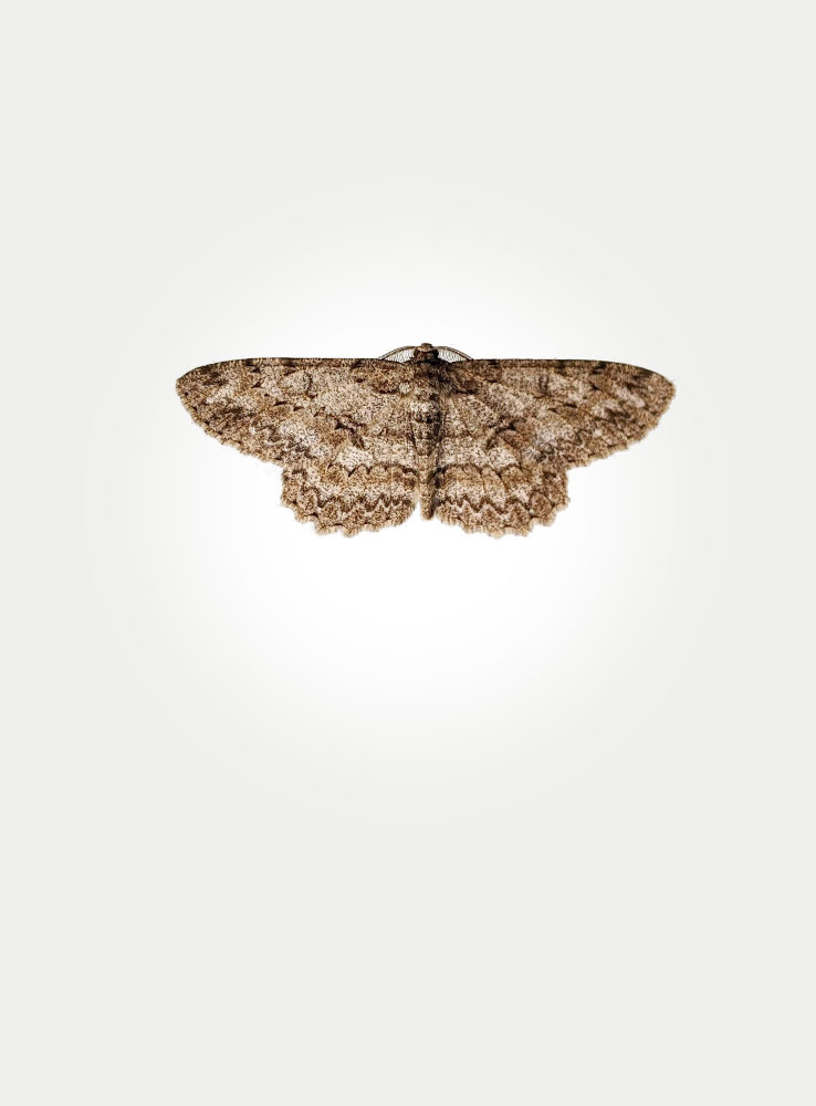 Moth-o