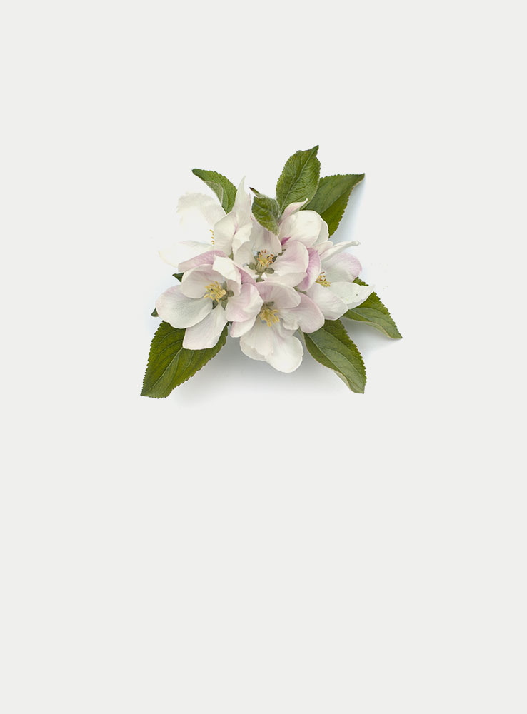 AppleBlossom