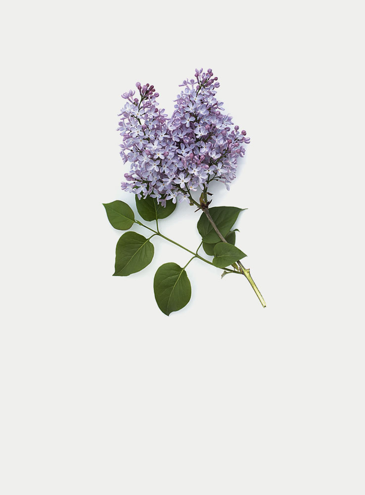 buddleia