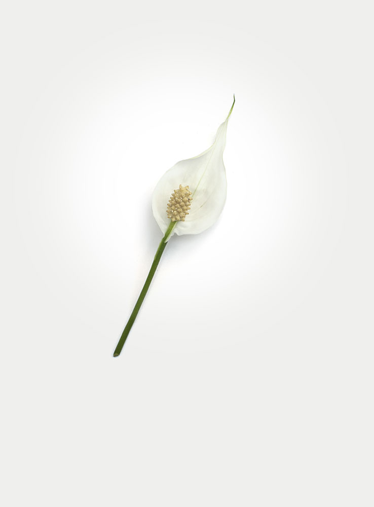 lilly