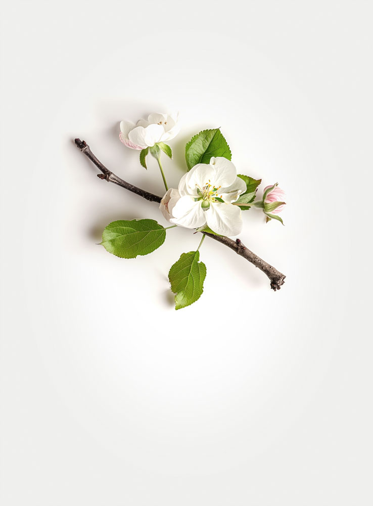 Blossom-Apple