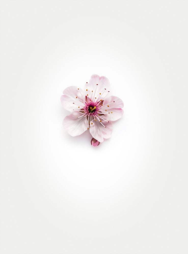 Blossom-Cherry