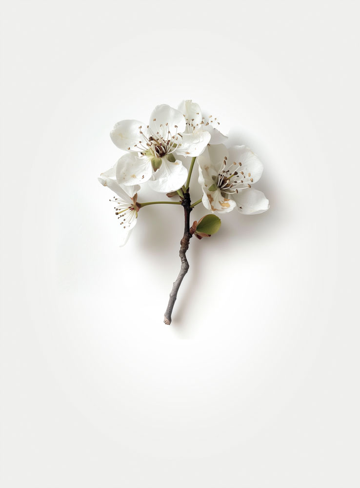 Blossom-Pear