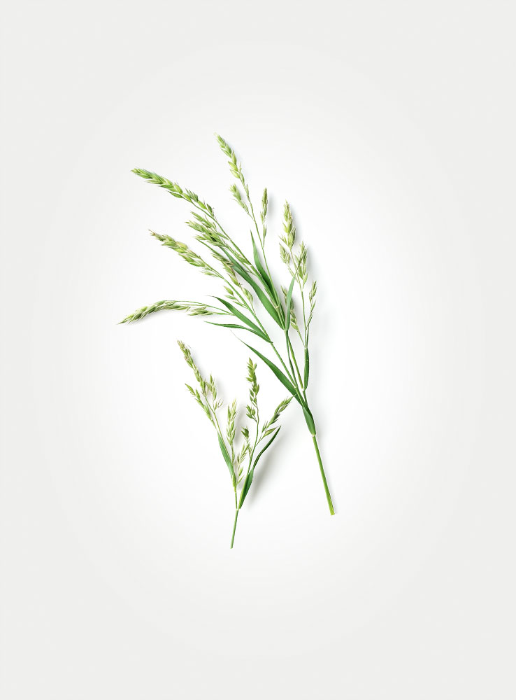 Flatford-Grasses-1
