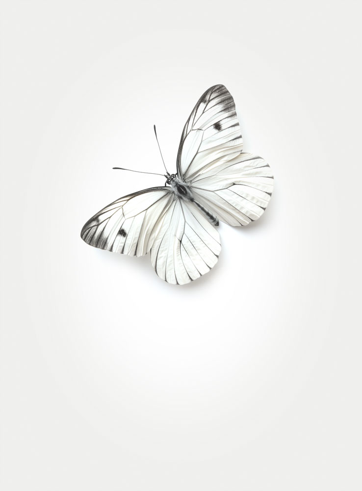 White-butterfly-four