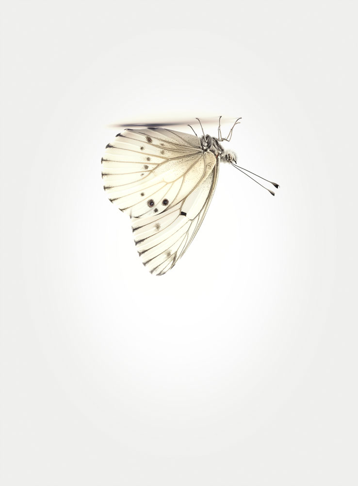 White-butterfly-one