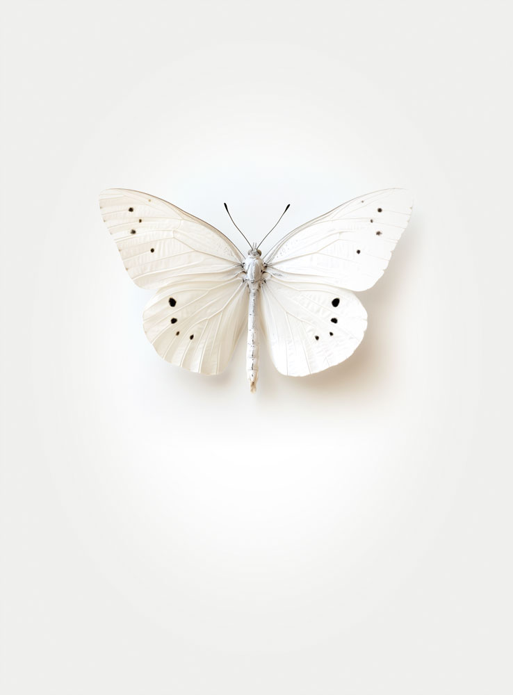 White-butterfly-two
