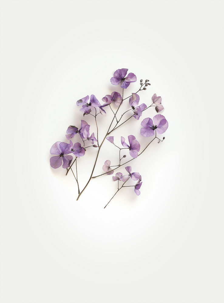 Wild-Flower-Lunaria