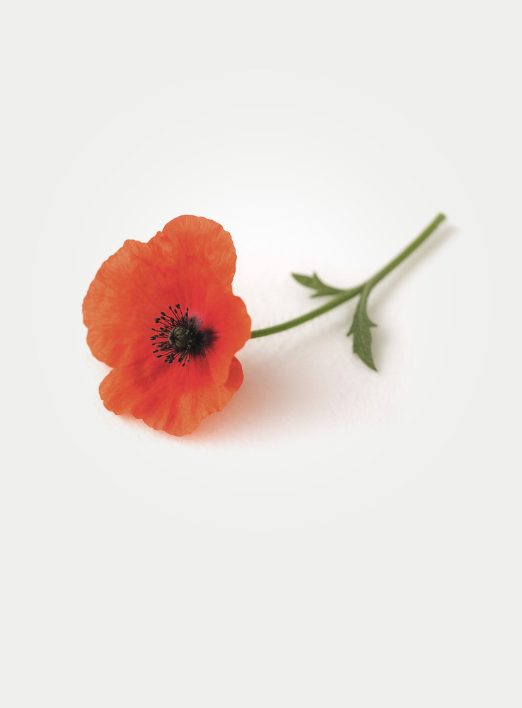 Poppy