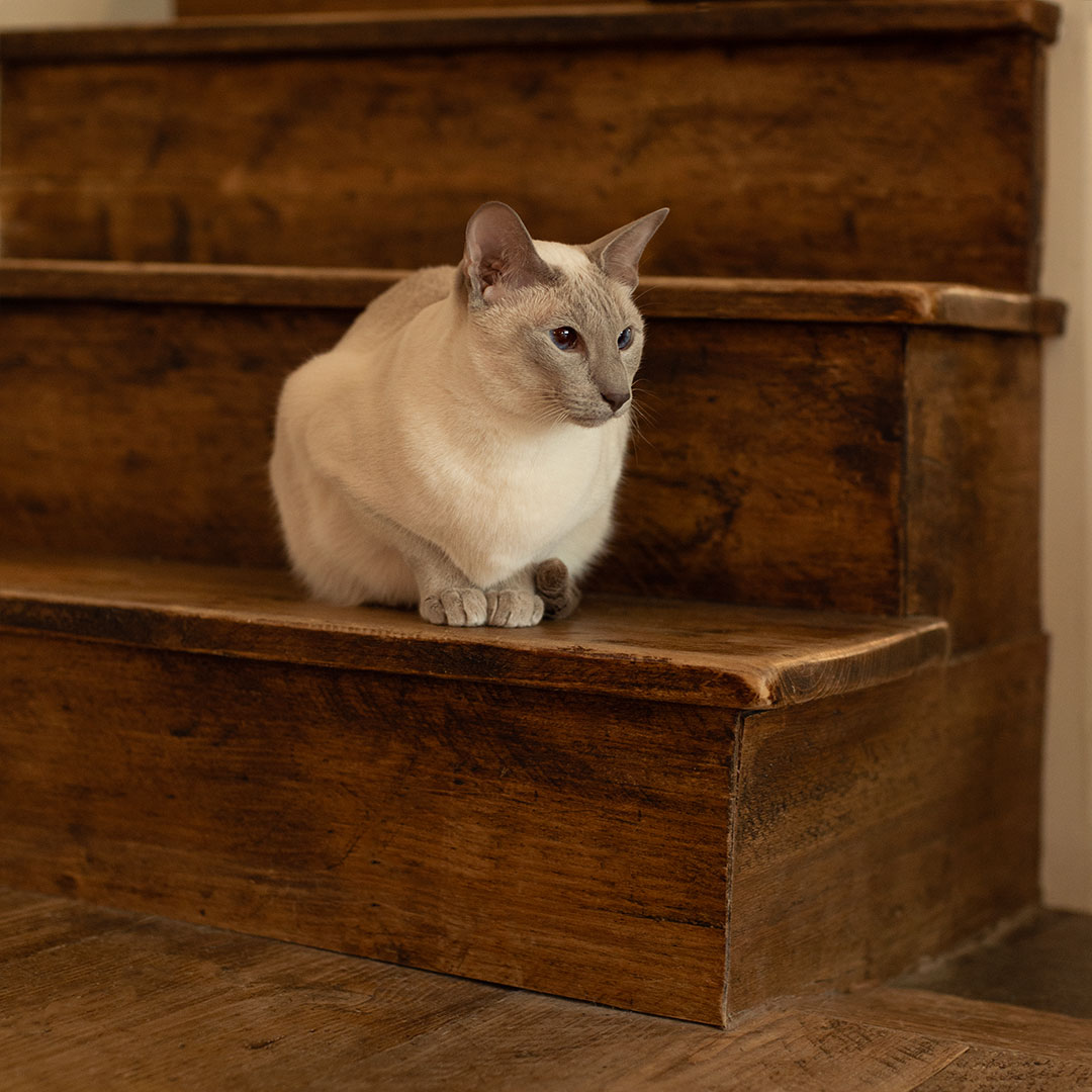 Emmies-Cat